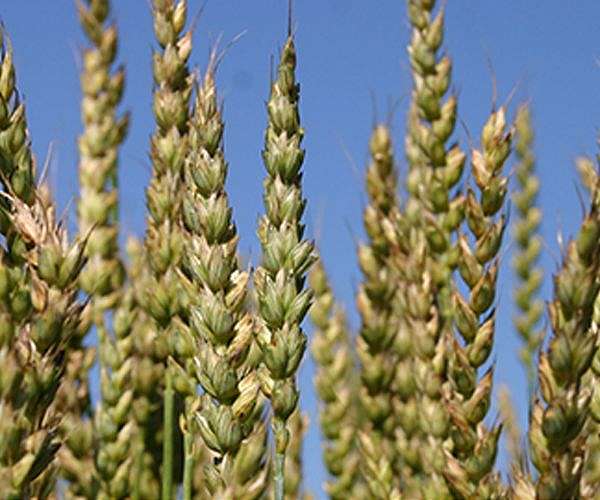 Brazil eyes record grain harvest as China demand booms