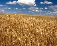 EU lawmakers throw out GMO compromise law