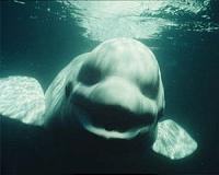 New research reveals foraging patterns of beluga whales