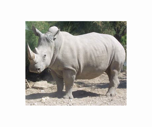 30 South African white rhino relocated to Rwanda in a Boeing 747