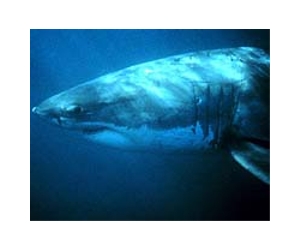 White shark diets vary with age and among individuals