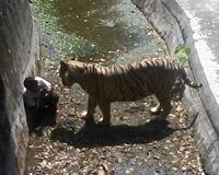 White tiger kills youth at New Delhi zoo