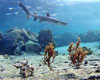 Reef tales: candid cams reveal shark populations in decline