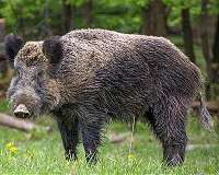 Scientists investigate the success of wild pig invasions
