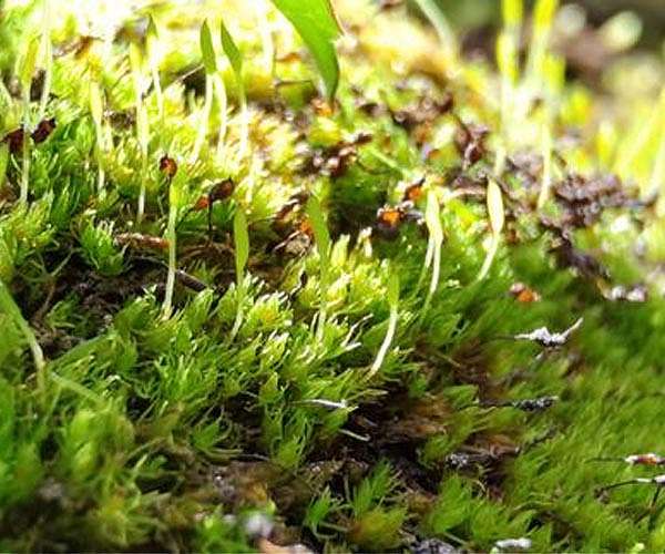 Oldest extant plant has adapted to extremes and is threatened by climate change