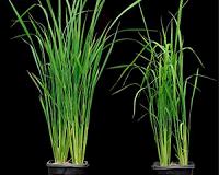 How plant sensors detect pathogens