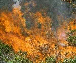 Wildfire and an example of its important link to the ecosystem