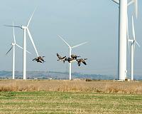 The impact of energy development on bird populations