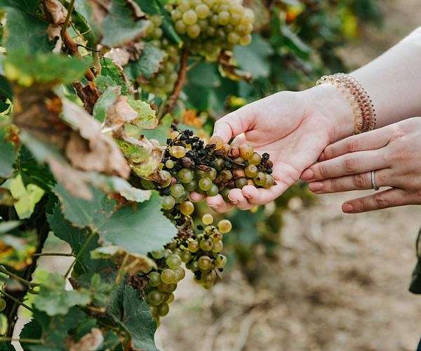'Extreme' climate blamed for world's worst wine harvest in 62 years