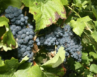 'New world' Vineyards Stealing A March On Europeans In Fast-Growing Market