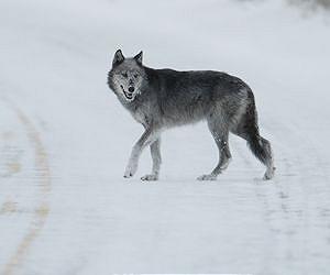 Court blocks Swedish wolf hunt