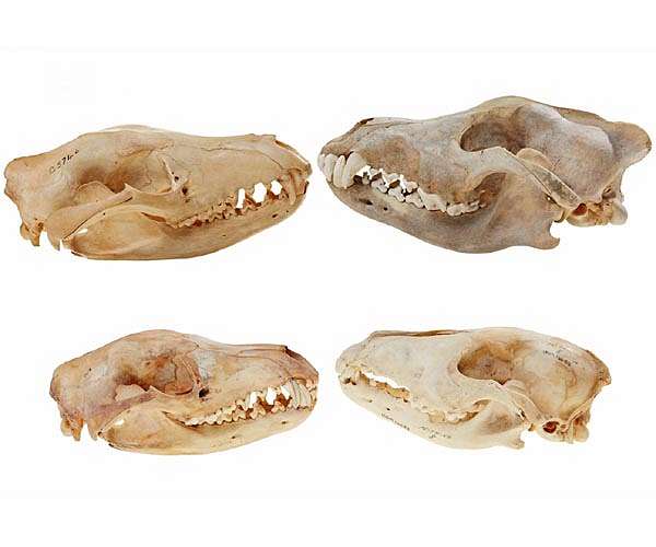 Tasmanian tiger pups found to be extraordinary similar to wolf pups