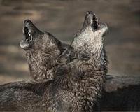 Uproar as Norway paves way for hunting wolves