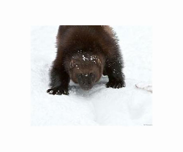 Fish and Wildlife Service designates North American wolverine as threatened species