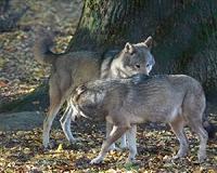 Wolves return to Warsaw area after decades