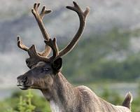 Save the caribou, save the boreal forest: ecologists