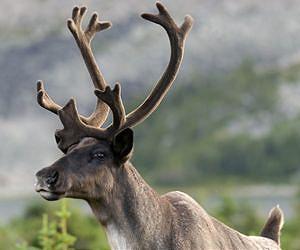 Climate change will endanger caribou habitat