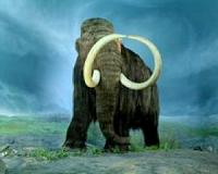 St. Paul Island mammoths most accurately dated 'prehistoric' extinction ever