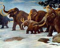 The last mammoths died on a remote island