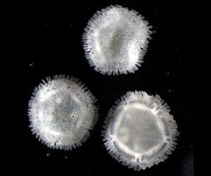 Rare deep-sea starfish stuck in juvenile body plan