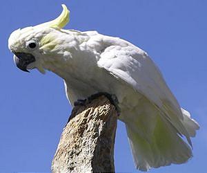 Homolog of mammalian neocortex found in bird brain