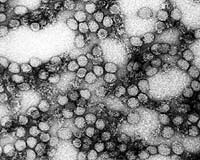 Yellow fever outbreak reported in Paraguay