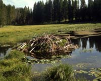 Beavers: Dam Good For Songbirds