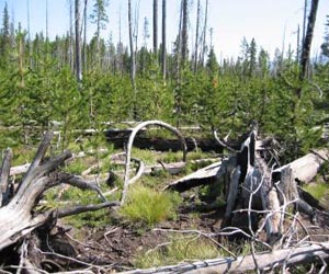 Saving forests? Take a leaf from insurance industry's book