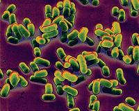 A plague in your family