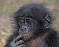 Bonobos use finger-pointing, hand gestures to communicate