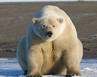 Inuka, first polar bear born in the tropics, may be put down