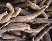 Wasp 'SWAT team' to the rescue of Indonesian cassava crop
