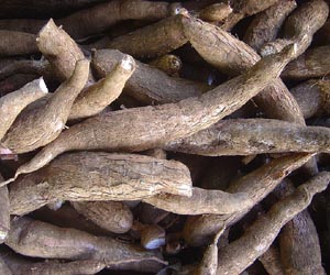 Southeast Asia's billion dollar cassava industry at high risk due to climate change