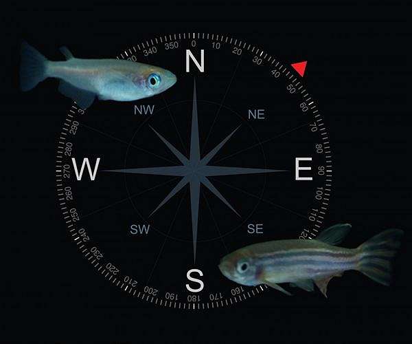 Tracking RNA through space and time