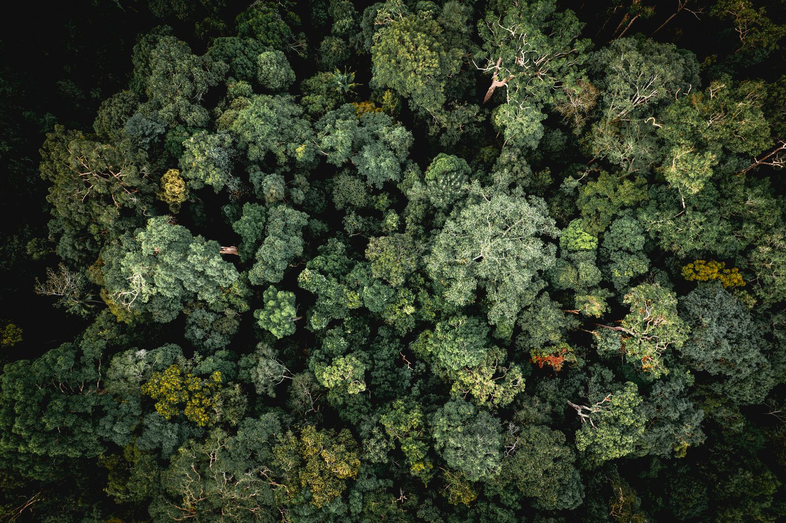 Amazon rainforest canopy