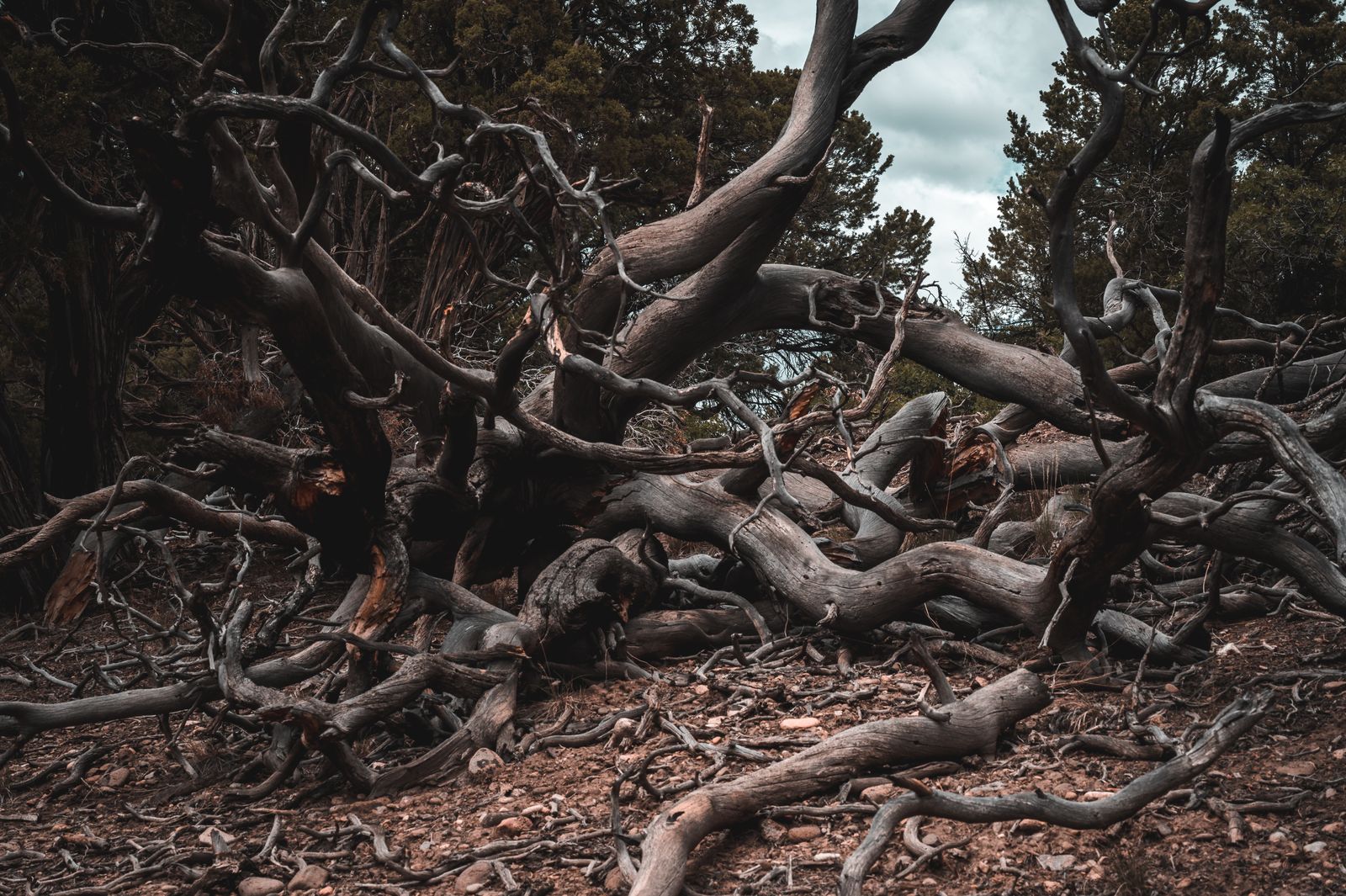 bristlecone pine White Mountains