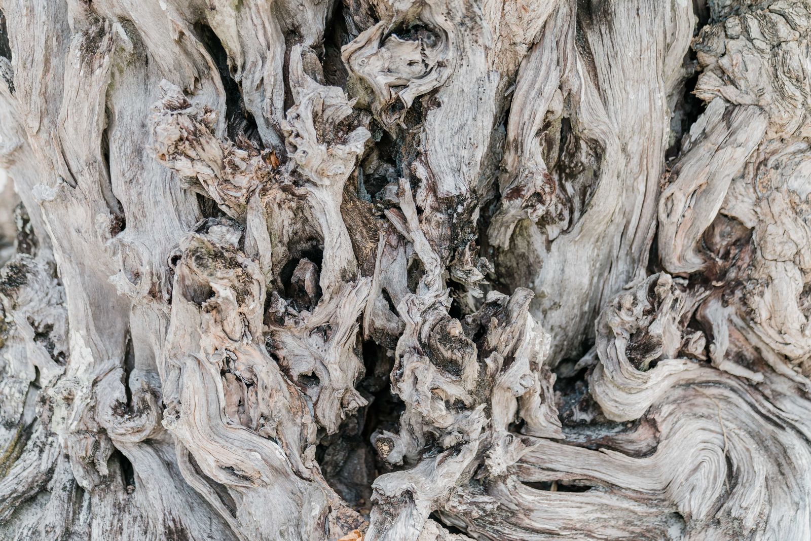Bristlecone pines growing on the White Mountains of eastern California include individuals that germinated more than 4,800 years ago, meaning trees standing on that ridge today were already centuries old when workers at Giza set the first casing stones of the Great Pyramid