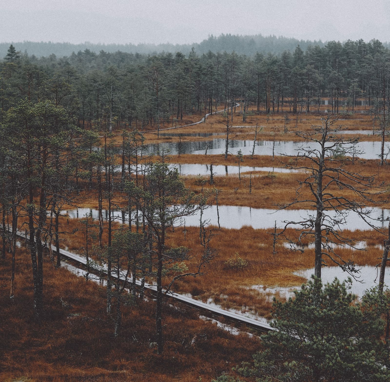 peat bog landscape