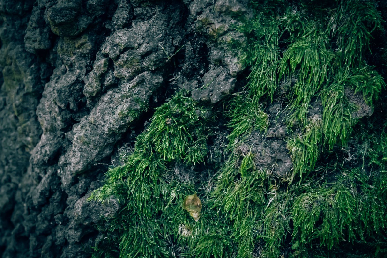 sphagnum moss closeup
