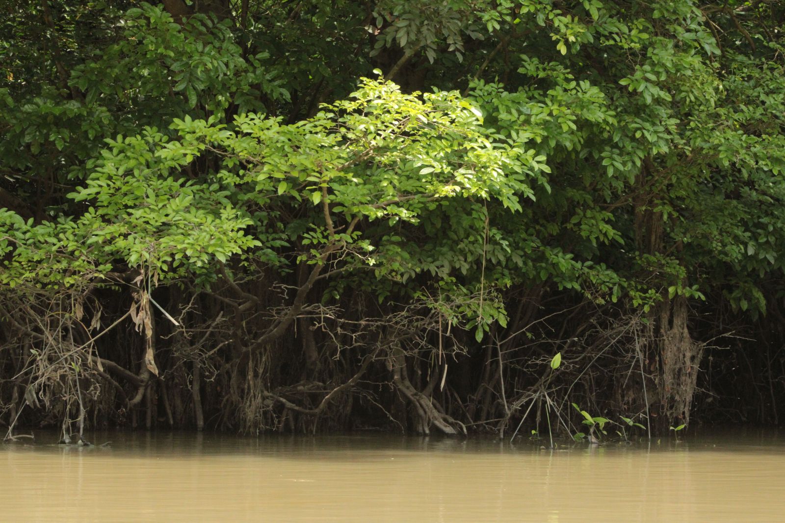 Sundarbans mangrove forest