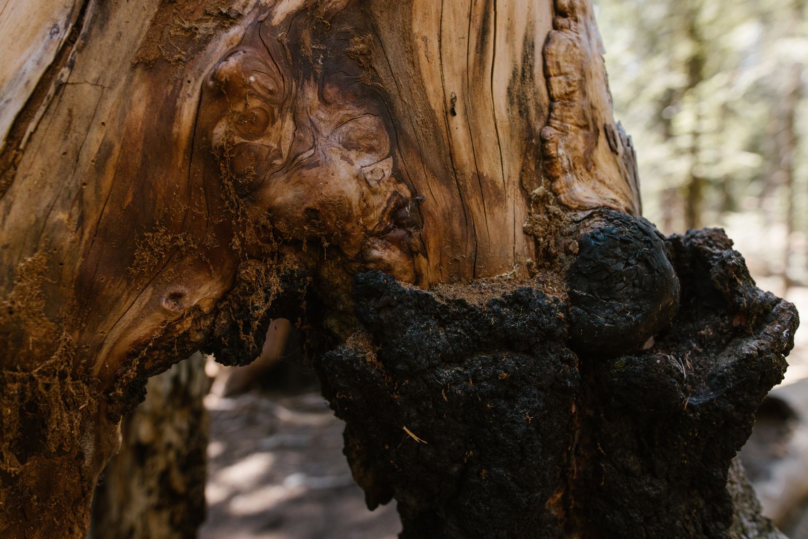 twisted ancient pine trunk