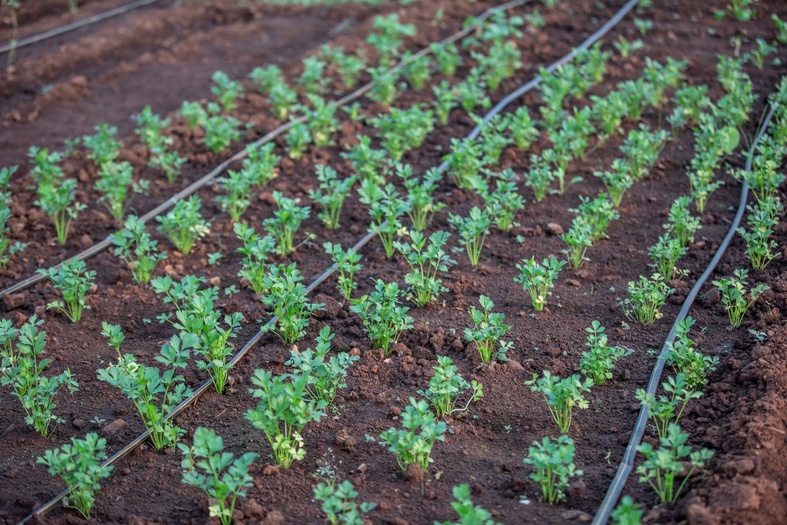 drip irrigation emitter