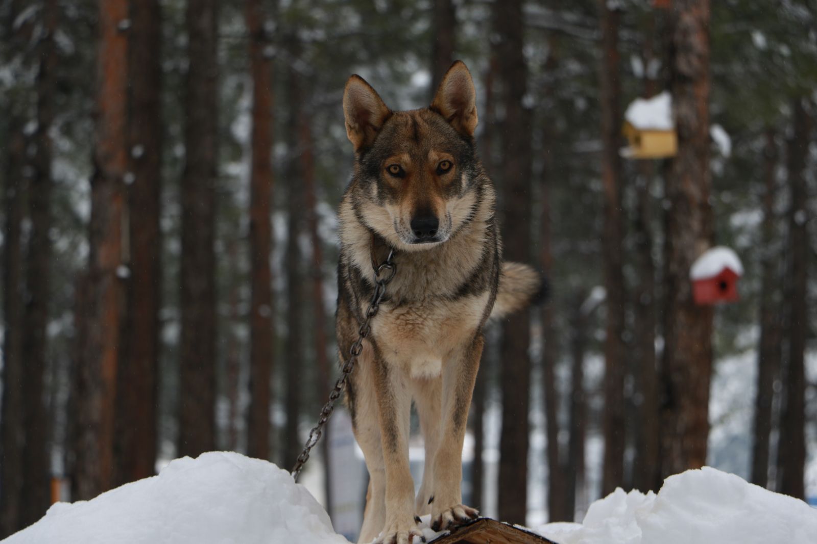 gray wolf Yellowstone snow