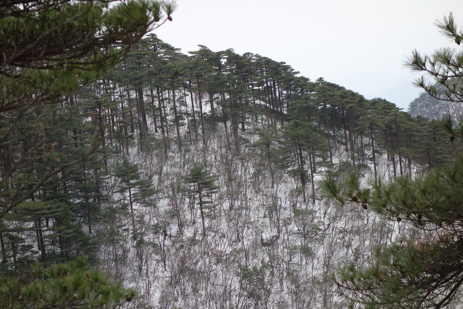 How did one half of a war-torn peninsula grow from 35 percent forest cover in 1955 to roughly two-thirds within a single lifetime?