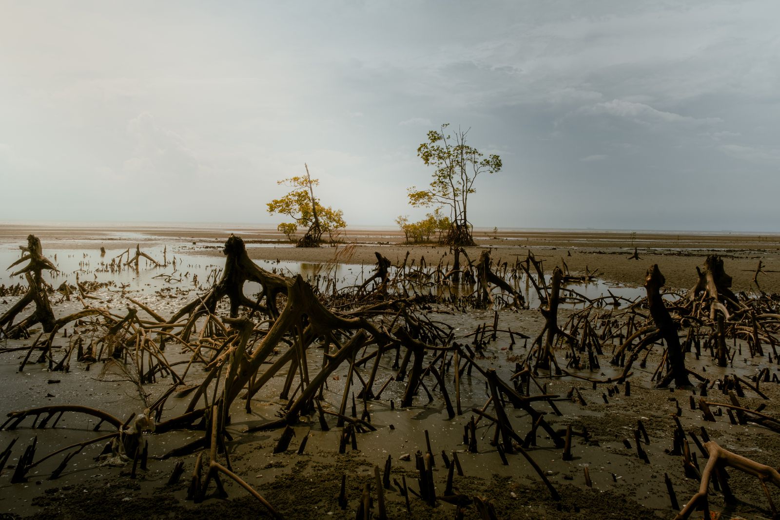 How does a coastal tree that grows with its roots in salt water store three to five times more carbon per hectare than the tropical rainforest inland from it?