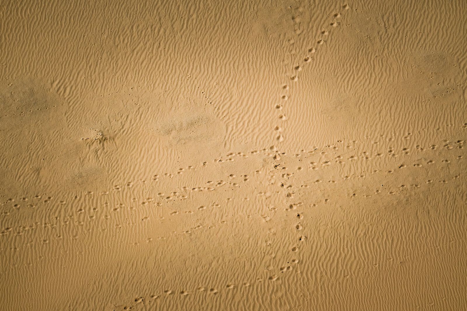 lunar surface footpad