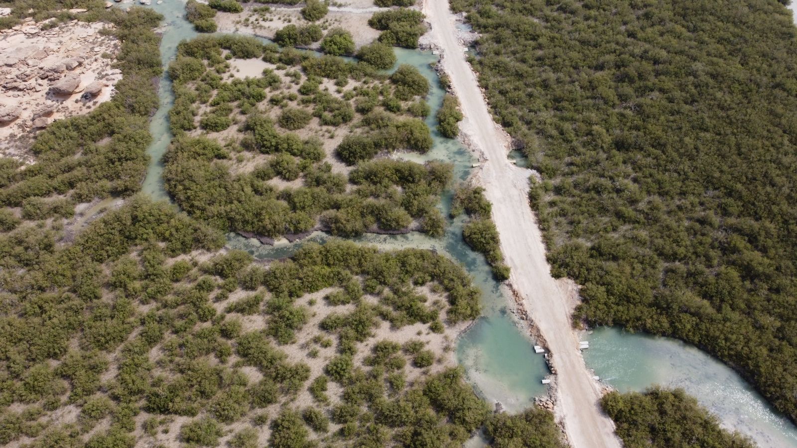 mangrove aerial forest