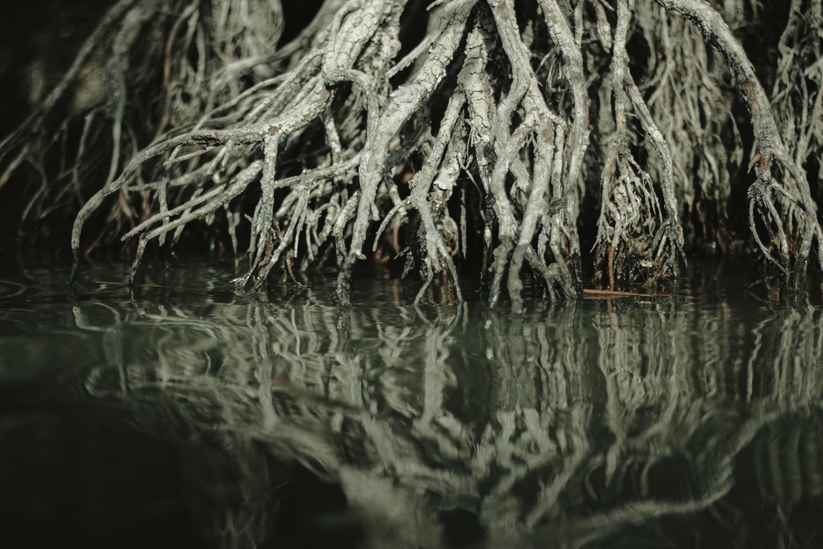 mangrove stilt roots