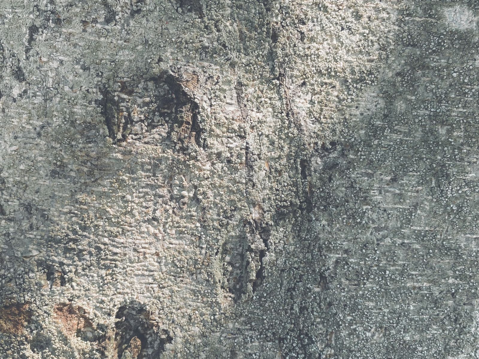 Wollemi pine bark