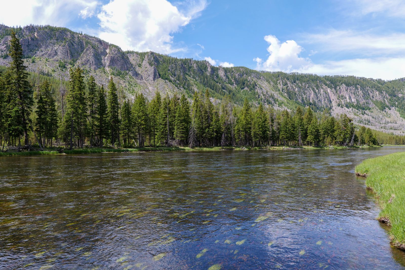 Yellowstone aspen willow river
